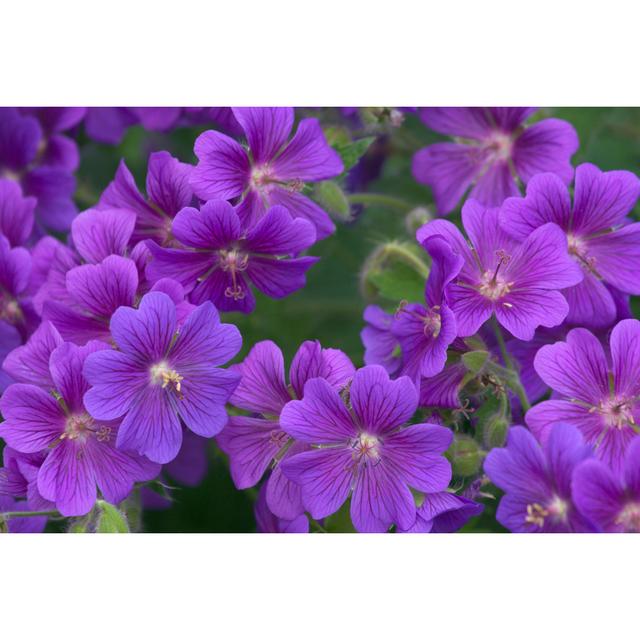 Tuberous Cranesbill - Wrapped Canvas Print 17 Stories Size: 81cm H x 122cm W x 3.8cm D on Productcaster.