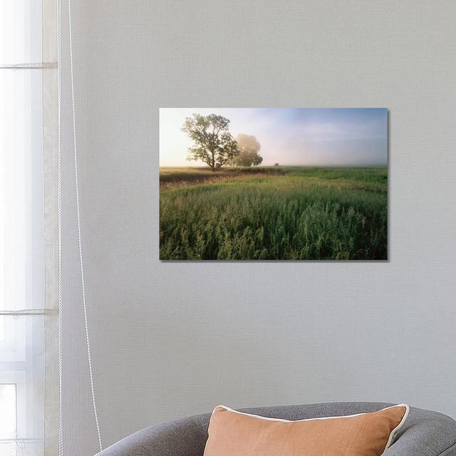 Oak Trees Shrouded in Fog, Tallgrass Prairie in Flint Hills Which Has Been Taken over by Invasive Great Brome Grass, Kansas by Tim Fitzharris - Wrappe on Productcaster.