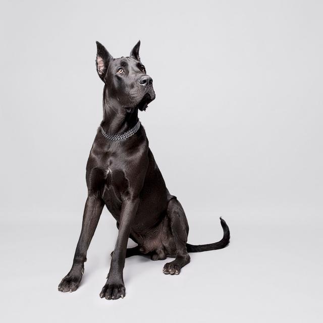 Great Dane Portrait by Ozgurdonmaz - No Frame Art Prints on Canvas 17 Stories Size: 51cm H x 51cm W on Productcaster.