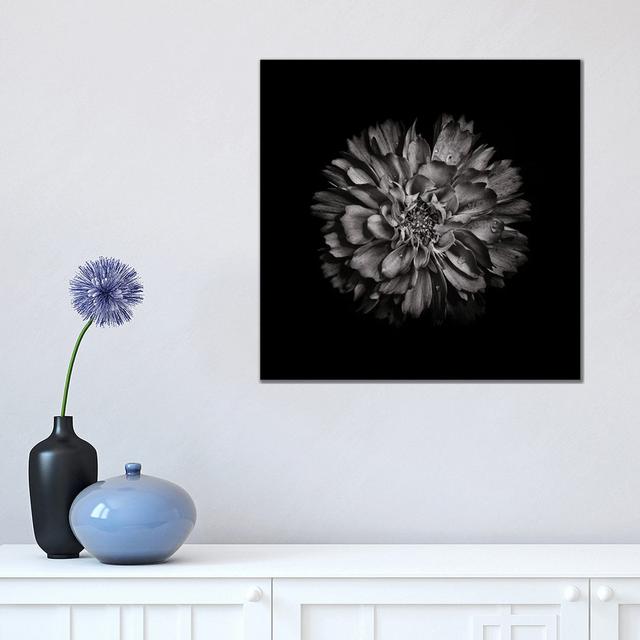 Black And White Dahlia II by Brian Carson - Wrapped Canvas Print Ebern Designs Size: 45.72cm H x 45.72cm W x 1.905cm D on Productcaster.