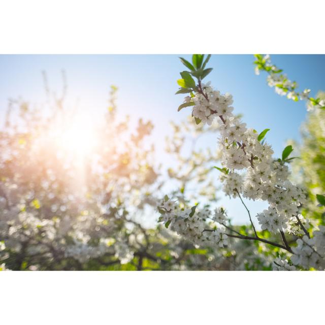 Lastasia Apple Blossoms - Wrapped Canvas Photograph 17 Stories Size: 30cm H x 46cm W x 3.8cm D on Productcaster.