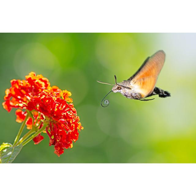 Monnier Hummingbird Hawk-Moth Flying To A Lantana Flower by Manfredxy - Print Latitude Run Size: 81cm H x 122cm W x 3.8cm D on Productcaster.