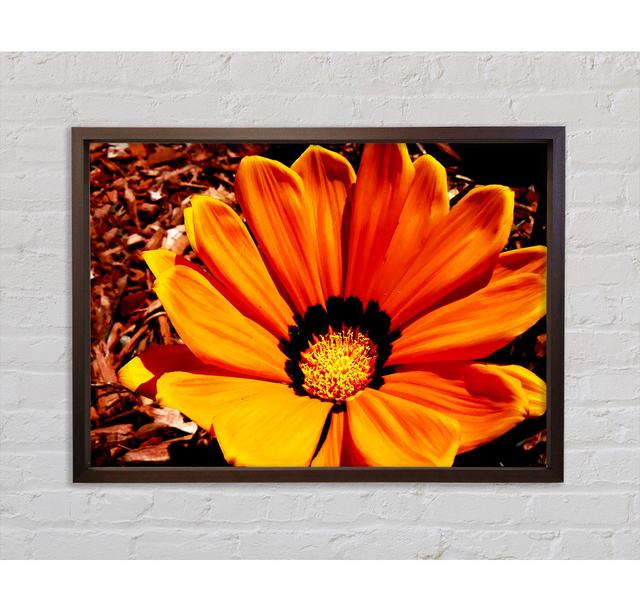 Fire Beauty - Single Picture Frame Art Prints on Canvas Bright Star Size: 100cm H x 141.4cm W on Productcaster.