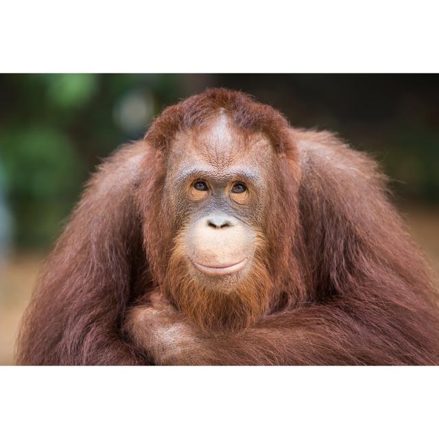 Portrait Smiling Orangutans Sit For the Photographer Take a Picture - Wrapped Canvas Photograph Ebern Designs Size: 61cm H x 91cm W x 3.8cm D on Productcaster.