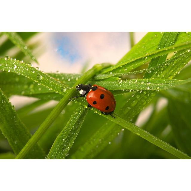 Richawara Ladybug by _Ella_ - Wrapped Canvas Photograph Latitude Run Size: 81cm H x 122cm W x 3.8cm D on Productcaster.