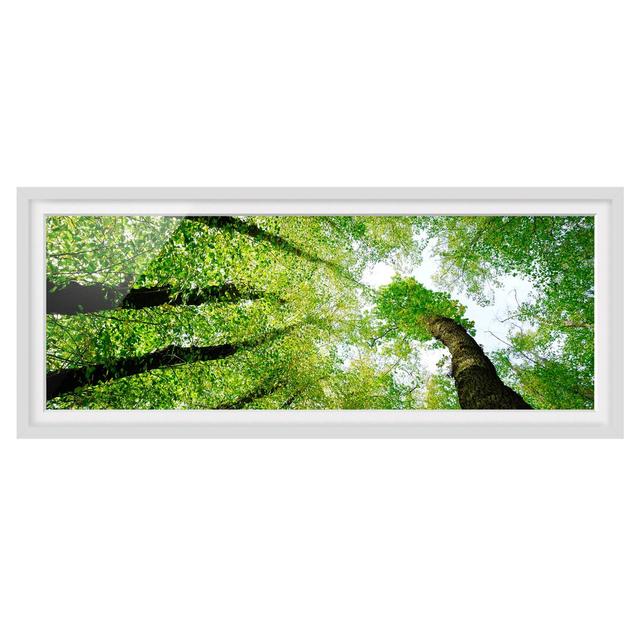 Trees of Life - Picture Frame Photograph Union Rustic Frame Option: White Framed, Size: 30cm H x 75cm W x 2cm D on Productcaster.