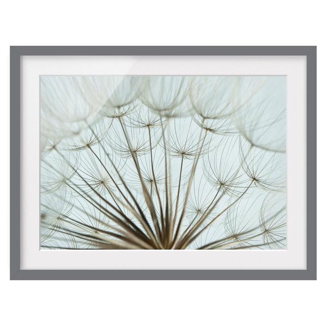 Beautiful Dandelion Macro Shot Framed Photographic Art Print East Urban Home Size: 50 cm H x 70cm W, Rahmenoptionen: Matt grey on Productcaster.