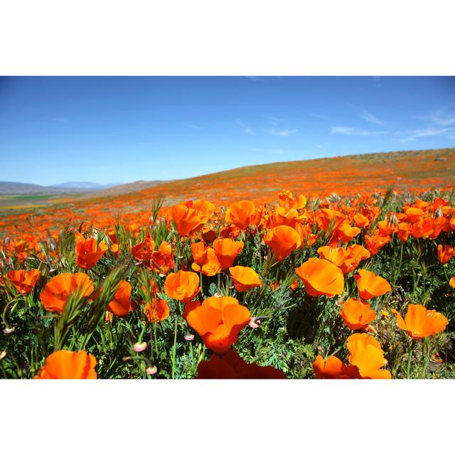 Super Bloom Of Orange California Poppies by Try Media - Wrapped Canvas Print Ebern Designs Size: 51cm H x 76cm W x 3.8cm D on Productcaster.