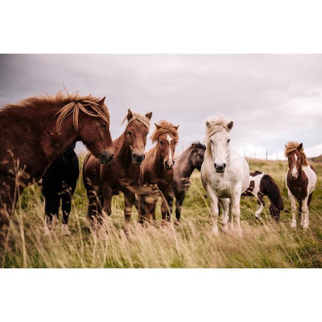 Icelandic Ponies by Urbancow - No Frame Print on Canvas Natur Pur Size: 51cm H x 76cm W on Productcaster.