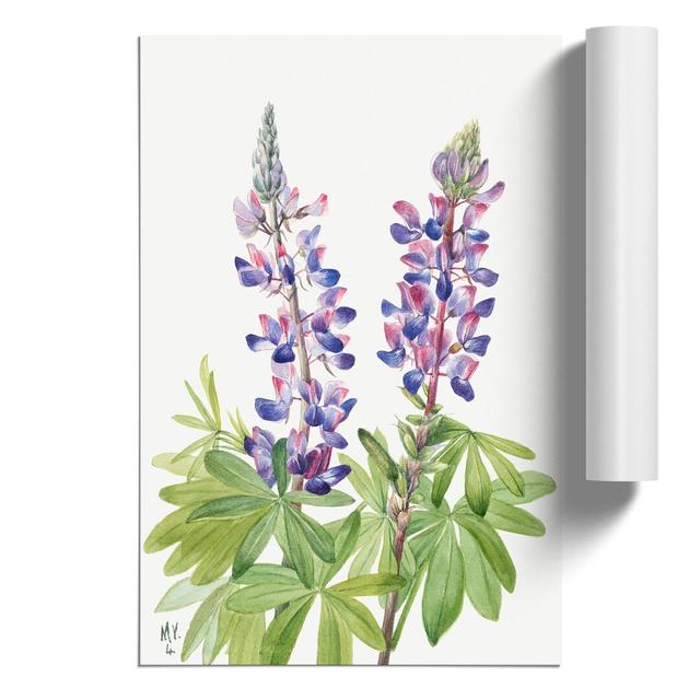 Lupine by Mary Vaux Walcott - Unframed Painting East Urban Home Size: 42cm H x 30cm W x 0.1cm D on Productcaster.