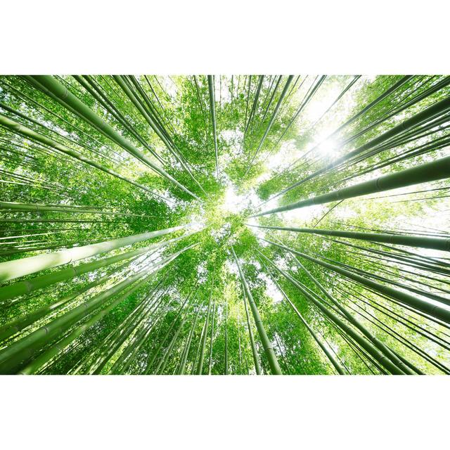 Bamboo Grove by Kokoroyuki - Wrapped Canvas Photograph Bay Isle Home Size: 30cm H x 46cm W on Productcaster.