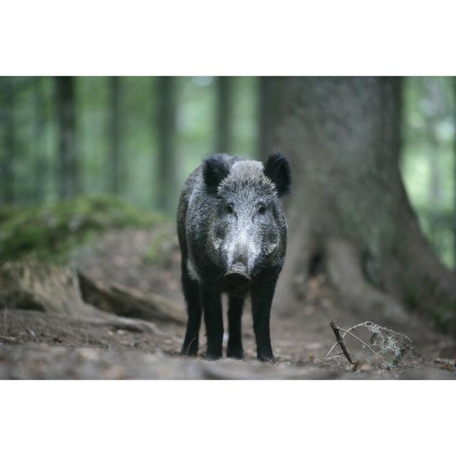 Frew Wild Boar - Wrapped Canvas Photograph Alpen Home Size: 81cm H x 122cm W x 3.8cm D on Productcaster.