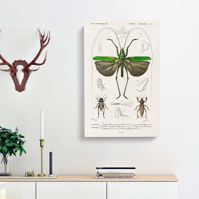 Grasshopper Illustration by Charles D' Orbigny - Wrapped Canvas Painting Print East Urban Home Size: 50cm H x 35cm W x 3cm D on Productcaster.