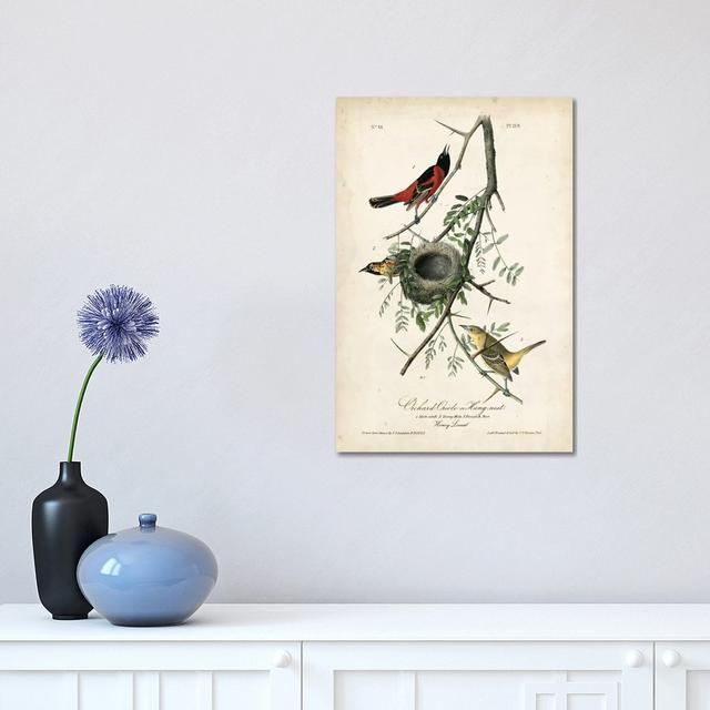 Orchard Orioles by John James Audubon - Wrapped Canvas Gallery-Wrapped Canvas Giclée Rosalind Wheeler Size: 45.72cm H x 30.48cm W on Productcaster.