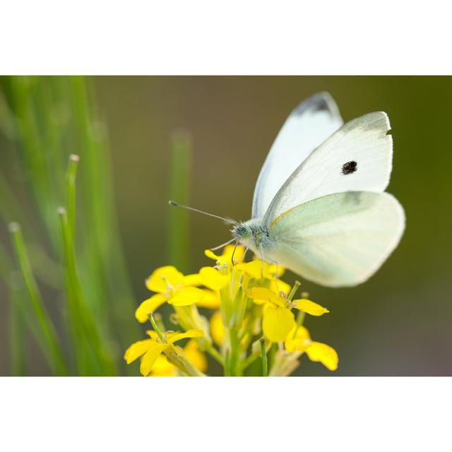 Saintfleur White Butterfly by Paul_Cooper - Wrapped Canvas Print 17 Stories Size: 61cm H x 91cm W x 3.8cm D on Productcaster.