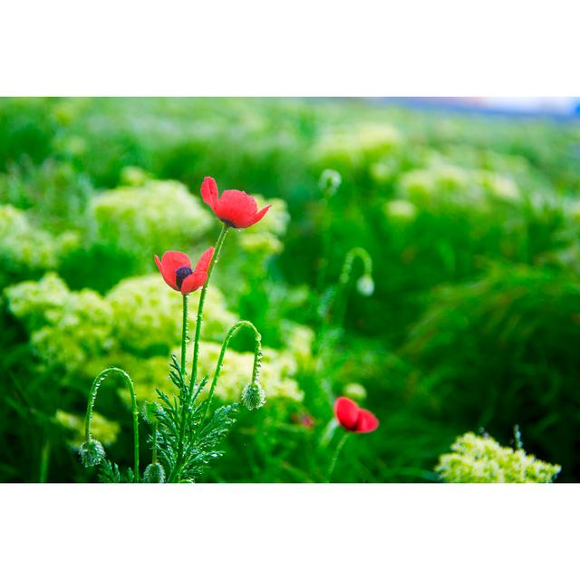 Field Poppies by Alexytrener - Wrapped Canvas Photograph 17 Stories Size: 30cm H x 46cm W on Productcaster.