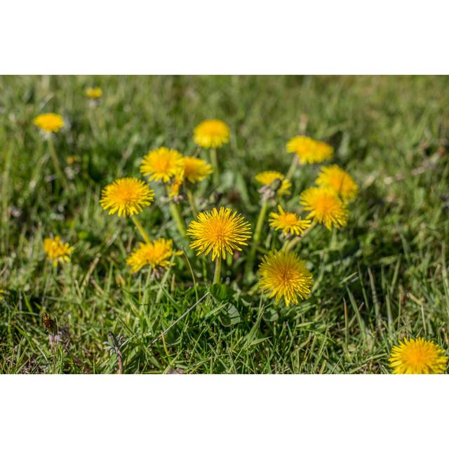 Dandelion Weeds - Wrapped Canvas Photograph 17 Stories Size: 20cm H x 30cm W on Productcaster.