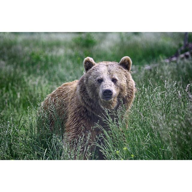 Grizzly Bear - Wrapped Canvas Photograph Alpen Home Size: 61cm H x 91cm W x 3.8cm D on Productcaster.