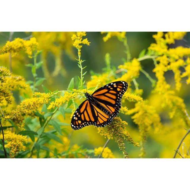 Monarch Butterfly by ErikAgar - Wrapped Canvas Print Brambly Cottage Size: 81cm H x 122cm W x 3.8cm D on Productcaster.