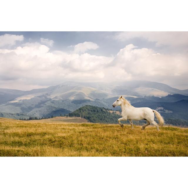 White Horse by Stefan1234 - Wrapped Canvas Print Alpen Home Size: 61cm H x 91cm W on Productcaster.