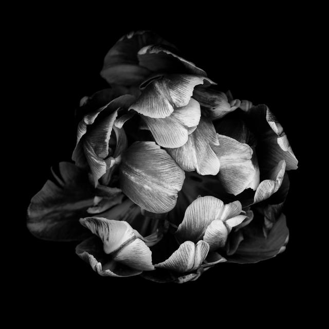 Monochrome Double Tulip by OGphoto - Wrapped Canvas Art Prints 17 Stories Size: 122cm H x 122cm W on Productcaster.