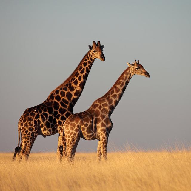 Giraffes In Golden Sunset Light by MogensTrolle - Wrapped Canvas Print Ebern Designs Size: 51Cm H x 76Cm W on Productcaster.