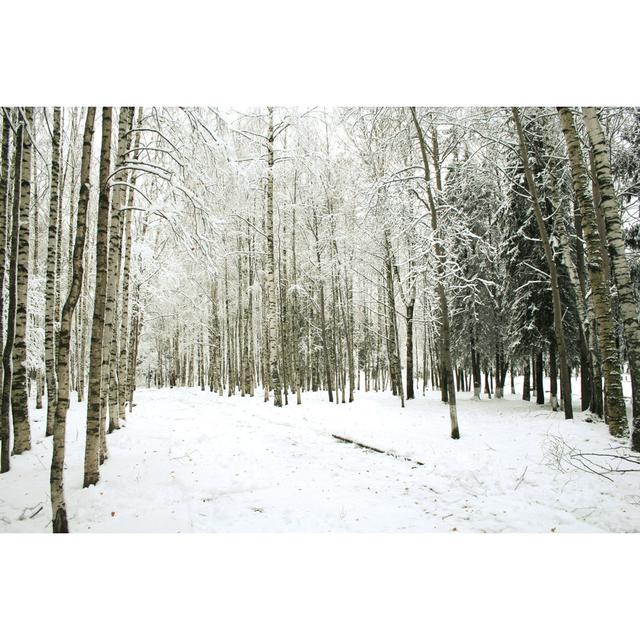 A Snowy Winter Forest - Print Alpen Home Size: 61cm H x 91cm W on Productcaster.