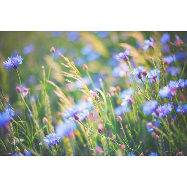 Cornflower In Summer by Rike_ - Wrapped Canvas Print Marlow Home Co. Size: 40cm H x 60cm W on Productcaster.