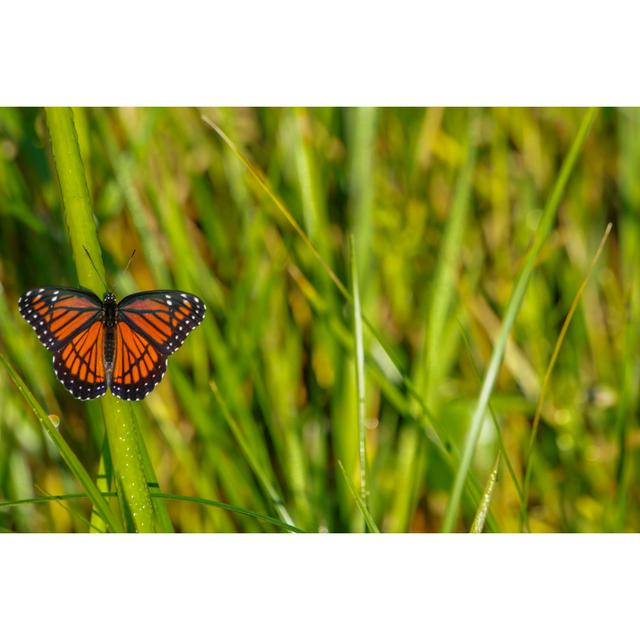 Maighread Monarch Butterfly by Bkamprath - Wrapped Canvas Print Brambly Cottage Size: 81cm H x 122cm W x 3.8cm D on Productcaster.