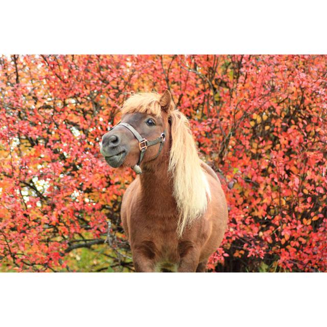 Pony Portrait by Katrin888 - Wrapped Canvas Print Brambly Cottage Size: 20cm H x 30cm W on Productcaster.