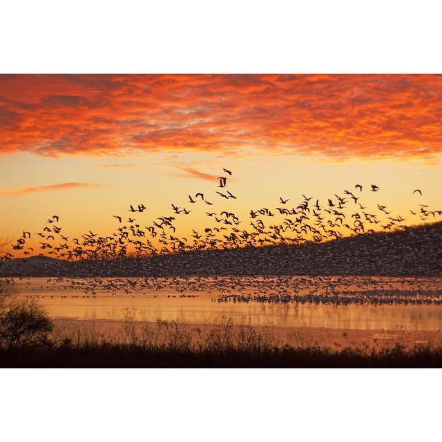 Snow Geese Flying - Wrapped Canvas Photograph 17 Stories Size: 20cm H x 30cm W x 3.8cm D on Productcaster.