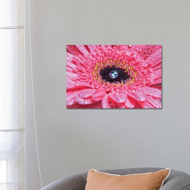 Pink Daisy With Water Droplets by Glauco Meneghelli - Wrapped Canvas Print Brayden Studio Size: 45.72cm H x 66.04cm W x 3.81cm D on Productcaster.