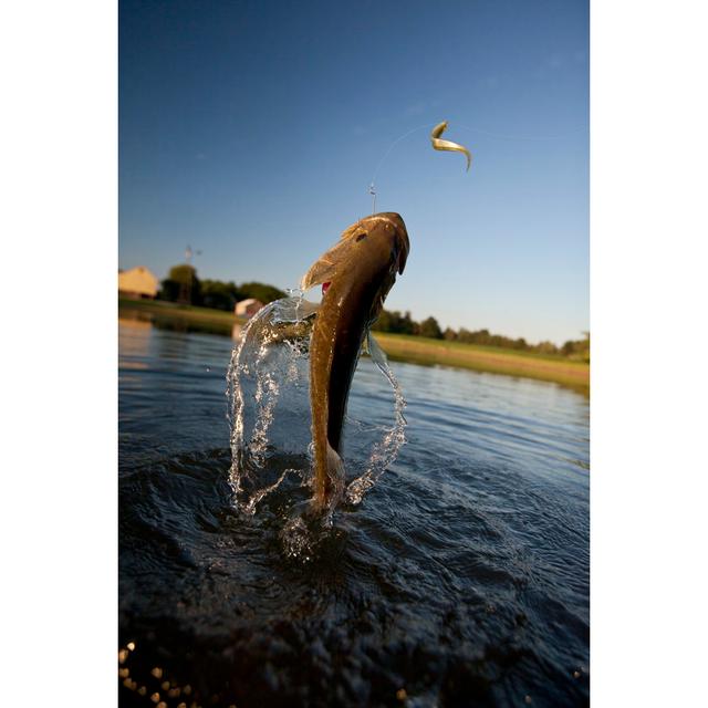 Largemouth Bass Jumping by Photographer3431 - No Frame Art Prints on Canvas House of Hampton Size: 75cm H x 50cm W on Productcaster.