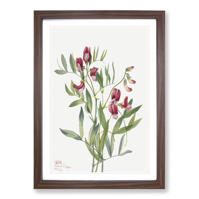 Wild Pea by Mary Vaux Walcott - Picture Frame Painting East Urban Home Frame Option: Walnut Framed, Size: 65cm H x 48cm W x 2cm D on Productcaster.