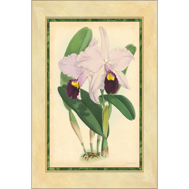 Fitch Orchid IV by J. N. Fitch - Wrapped Canvas Painting Lily Manor Size: 46cm H x 30cm W on Productcaster.