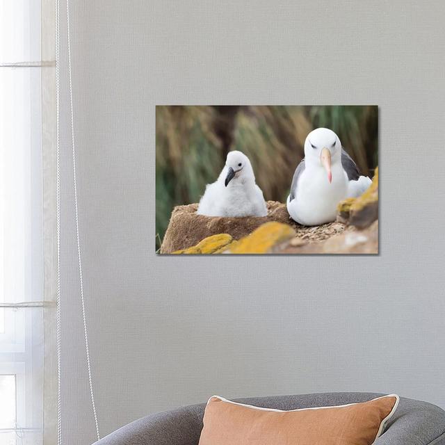 Chick On Tower-Shaped Nest. Black-Browed Albatross Or Black-Browed Mollymawk, Falkland Islands by Martin Zwick - Wrapped Canvas Print Alpen Home Size: on Productcaster.