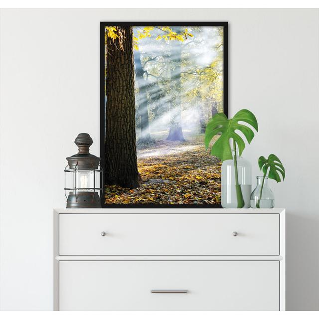 Gerahmtes Foto "Sunrays in the Forest" Alpen Home Größe: 100 cm H x 70 cm B x 2.5 cm T on Productcaster.