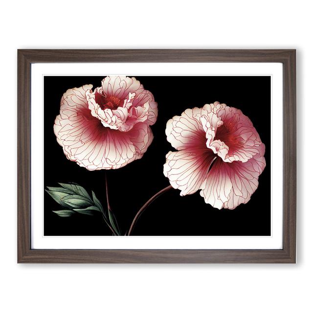 Sparkling Carnation Flowers - Picture Frame Graphic Art 17 Stories Size: 34cm H x 46cm W x 2cm D, Frame Colour: Walnut on Productcaster.