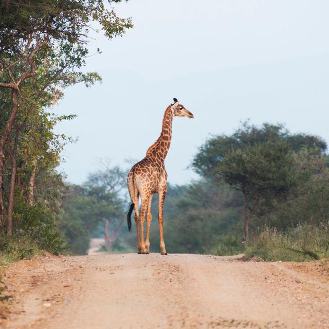 Giraffe In Kruger Wildlife Reserve - Wrapped Canvas Print Latitude Vive Size: 76cm H x 76cm W x 3.8cm D on Productcaster.