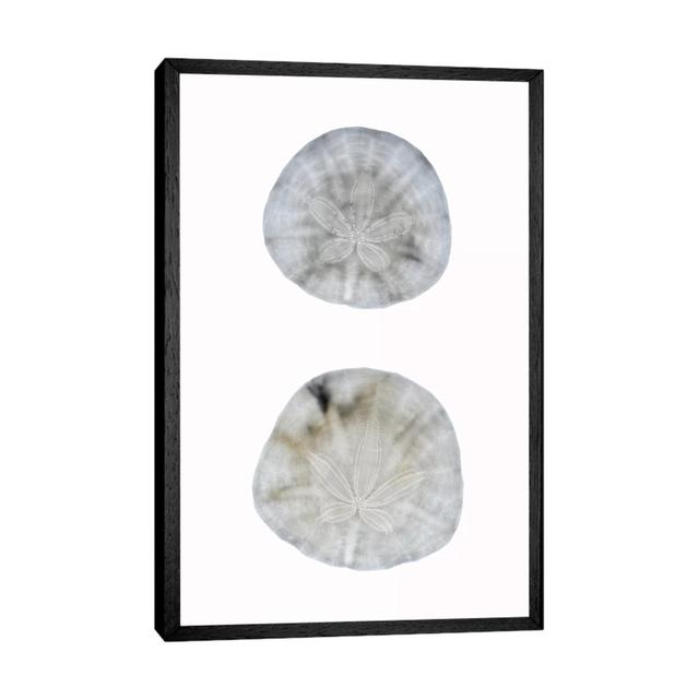 Silhouette Sand Dollars Highland Dunes Size: 66.04cm H x 45.72cm W x 3.81cm D, Format: Black Framed on Productcaster.