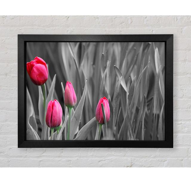 Pink Tulips Black And White - Single Picture Frame Art Prints Bright Star Size: 84.1cm H x 118.9cm W x 3.4cm D on Productcaster.