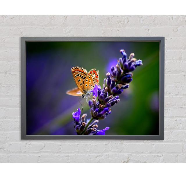 Butterfly On Lavender Flower - Print August Grove Size: 84.1cm H x 118.9cm W x 3.3cm D on Productcaster.