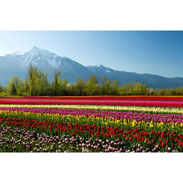 Colourful Tulip Field by Laughingmango - No Frame Print on Canvas Alpen Home Size: 20cm H x 30cm W on Productcaster.