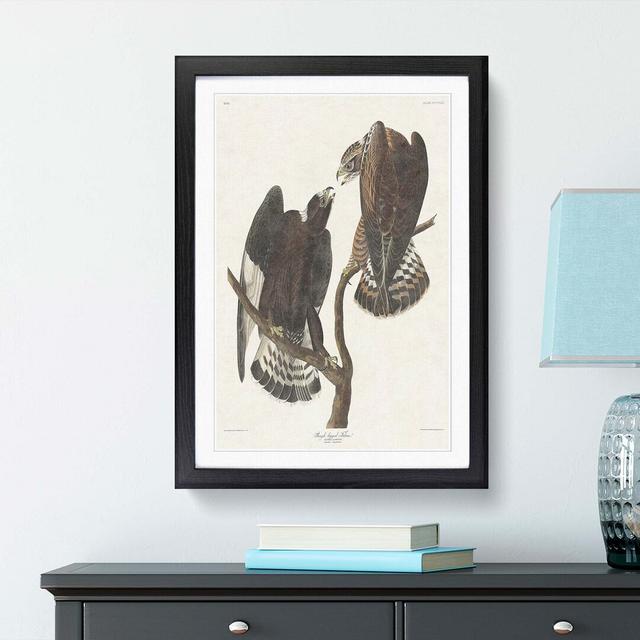 Rough-Legged Falcons by John James Audubon - Picture Frame Graphic Art Print East Urban Home Frame Option: Black, Size: 60cm H x 40cm W x 2cm D on Productcaster.