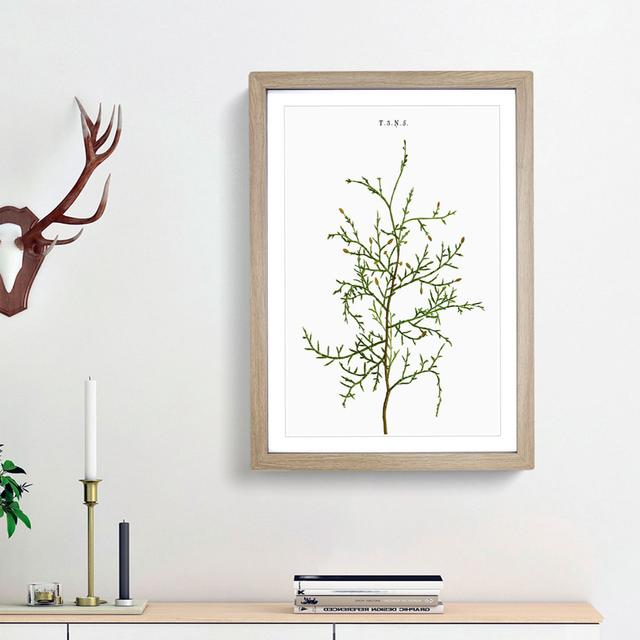 Sictus Tree Branch by Pierre-Joseph Redoute - Picture Frame Painting Print East Urban Home Frame Option: Oak Framed, Size: 65cm H x 48cm W x 2cm D on Productcaster.