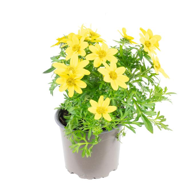 Goldmarie yellow - Bidens The Seasonal Aisle on Productcaster.