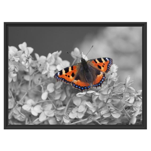 Gerahmtes Wandbild Schmetterling auf weißen Blüten East Urban Home Größe: 60 cm H x 80 cm B on Productcaster.