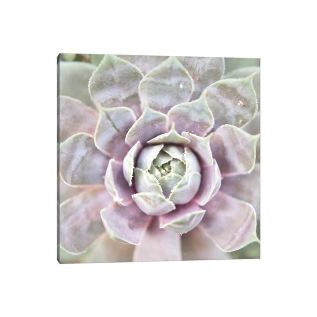 Succulent Glow I by Jason Johnson - Wrapped Canvas Photograph World Menagerie Size: 45.72cm H x 45.72cm W x 3.81cm D on Productcaster.