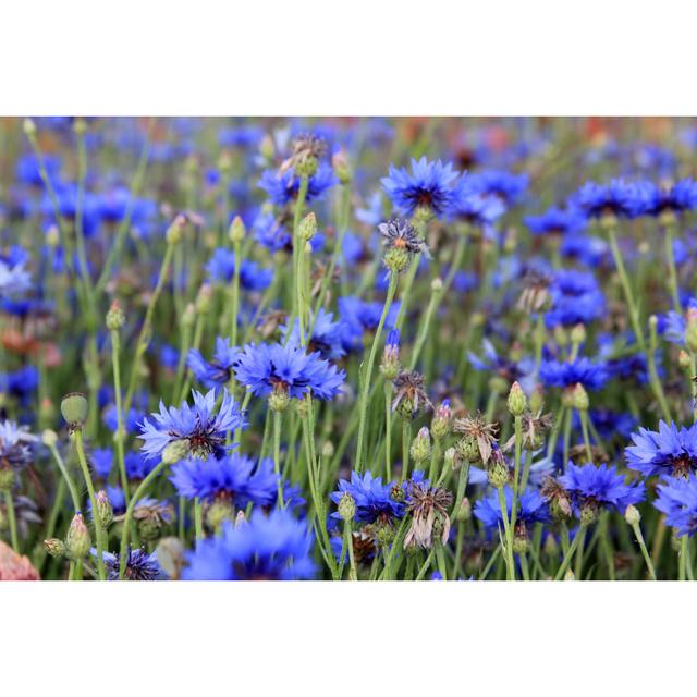 Lavrentios Meadow by Sharifotodesign - Wrapped Canvas Photograph 17 Stories Size: 51cm H x 76cm W x 3.8cm D on Productcaster.