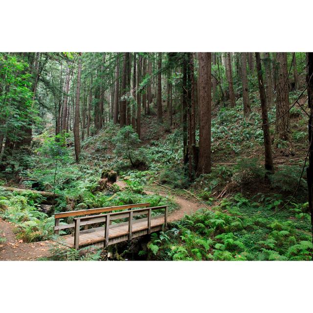 Bridge To Redwood Forest by Yhelfman - Wrapped Canvas Print Alpen Home Size: 61cm H x 91cm W x 3.8cm D on Productcaster.